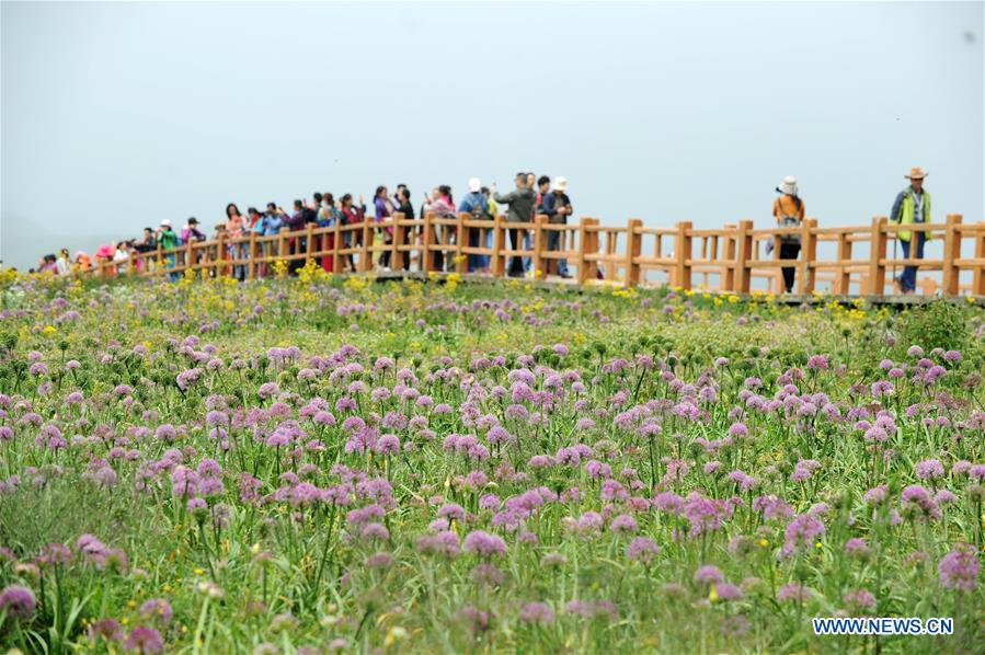 #CHINA-GUIZHOU-CHIVE FLOWER(CN)