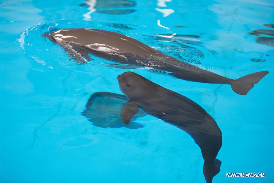 CHINA-FINLESS PORPOISE-BREEDING-100 DAYS (CN)