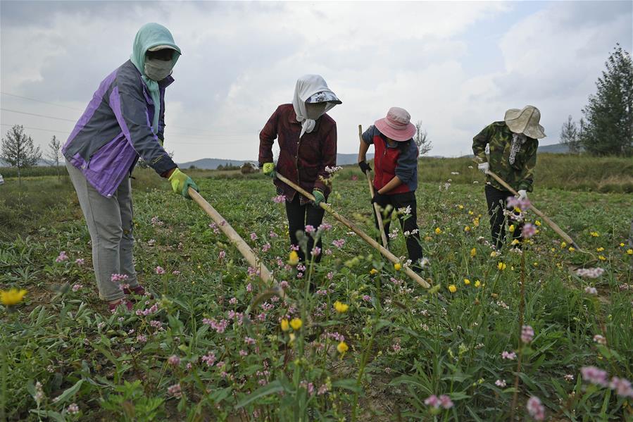 Xinhua Headlines: Poverty on the wane in uninhabitable Xihaigu