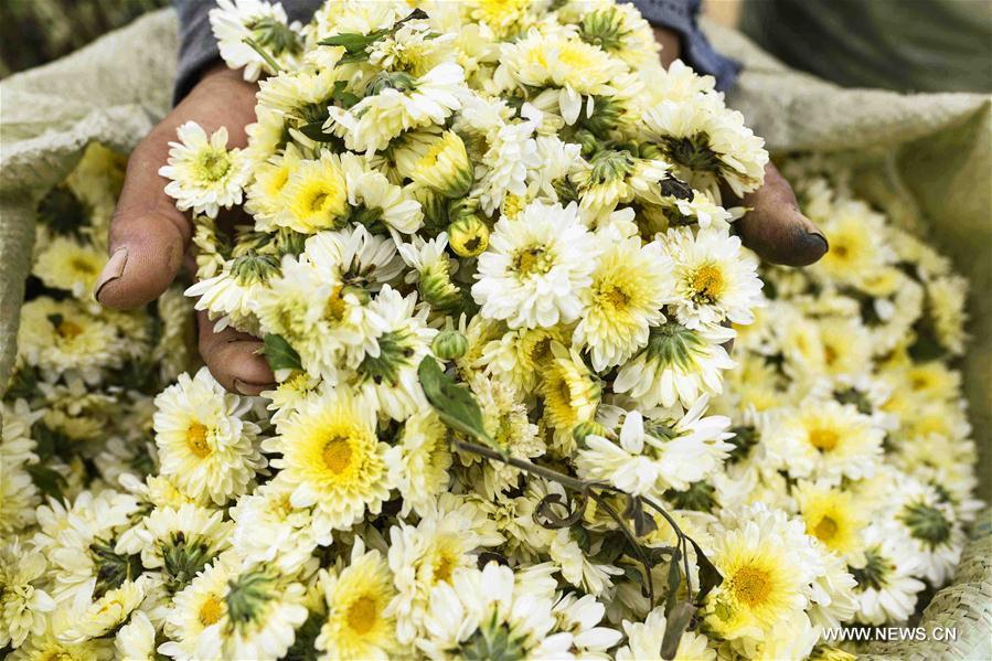 #CHINA-AUTUMN-CHRYSANTHEMUM-HARVEST (CN)