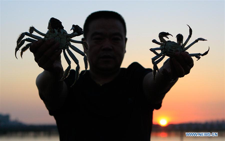 CHINA-JIANGSU-KUNSHAN-HAIRY CRAB CULTIVATOR (CN)