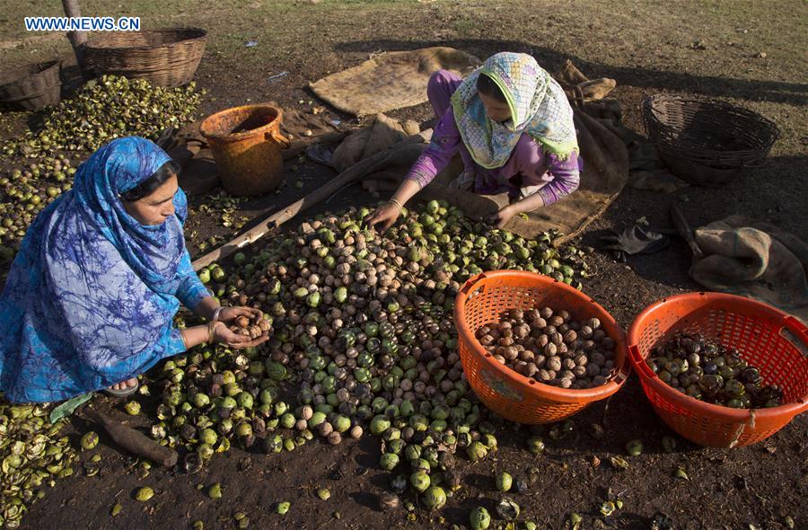 INDIA-KASHMIR-SRINAGAR-WALNUT HARVEST