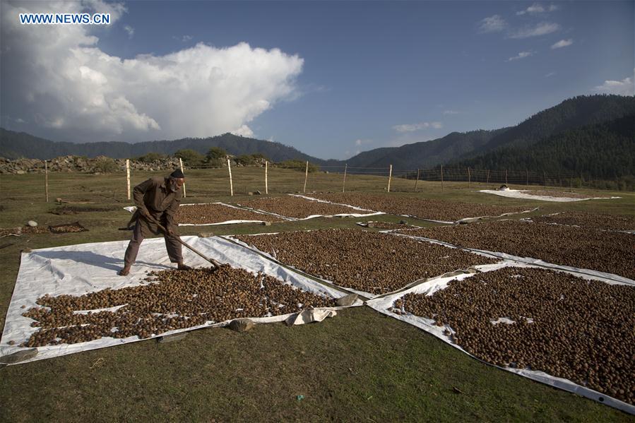 INDIA-KASHMIR-SRINAGAR-WALNUT HARVEST