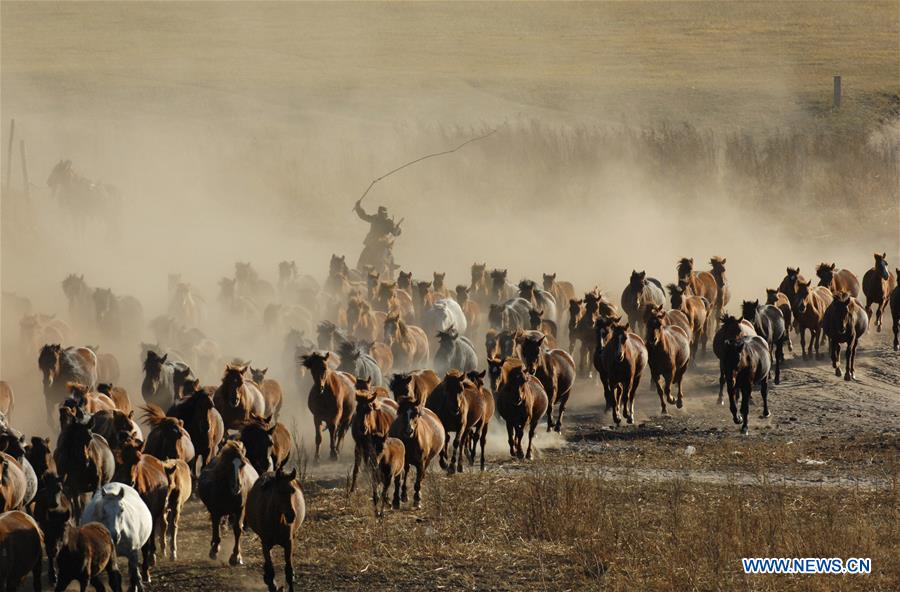 #CHINA-INNER MONGOLIA-GRASSLAND-HERDING (CN)