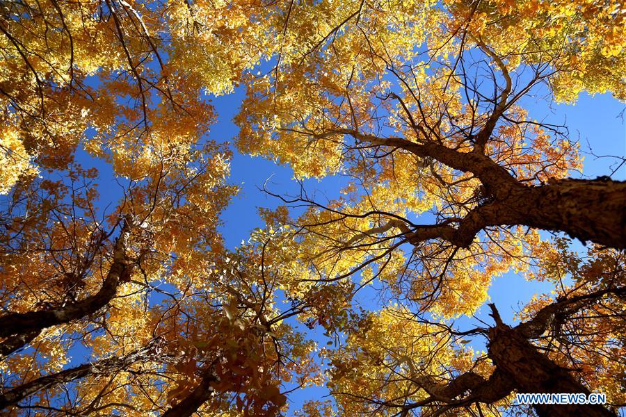 #CHINA-GANSU-DESERT POPLAR-SCENERY (CN) 