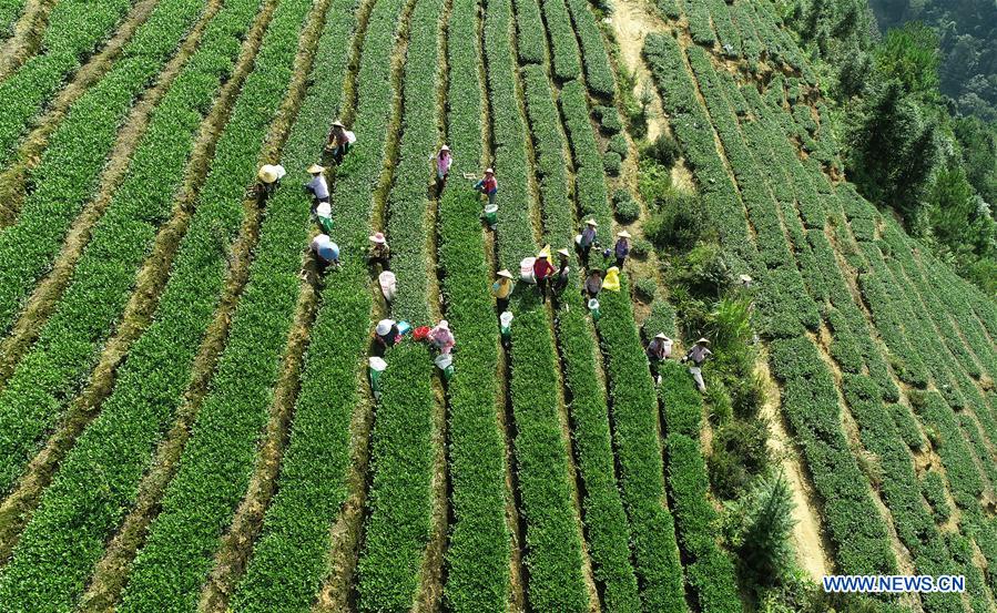 #CHINA-FUJIAN-AUTUMN TEA-HARVEST (CN) 