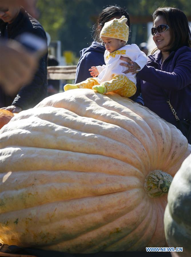 CANADA-LANGLEY-GIANT PUMPKIN WEIGH-OFF EVENT