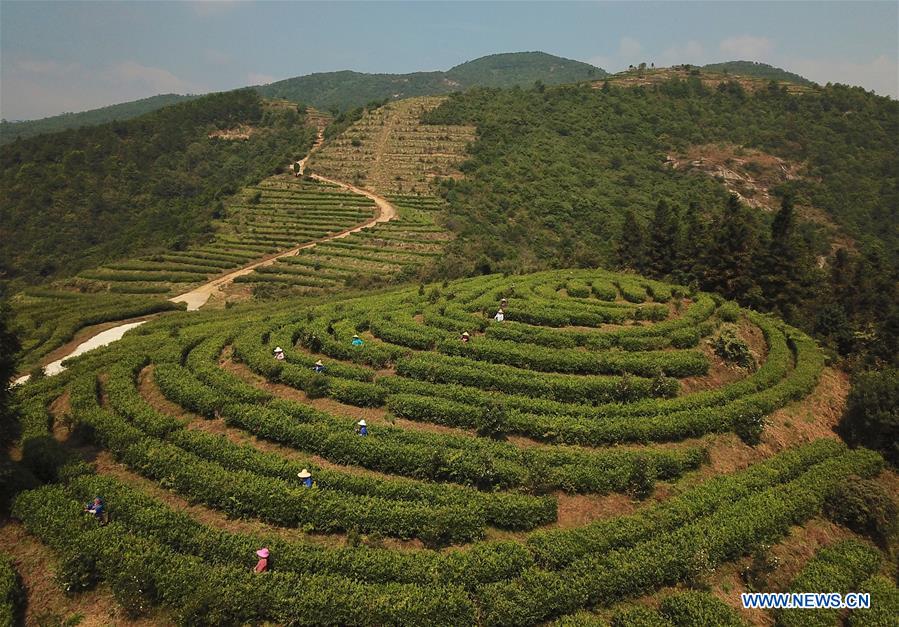 CHINA-JIANGXI-TEA GARDEN (CN)