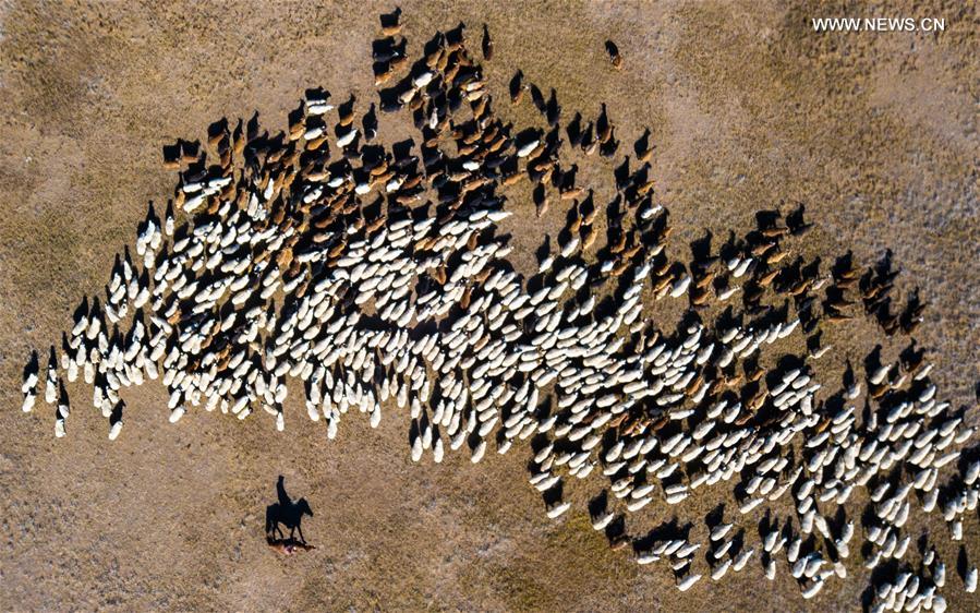 MONGOLIA-BAYANKHANGAI-SHEPHERD