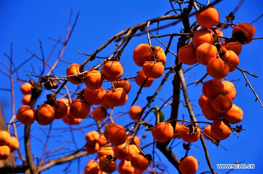 #CHINA-AUTUMN SCENERY (CN)