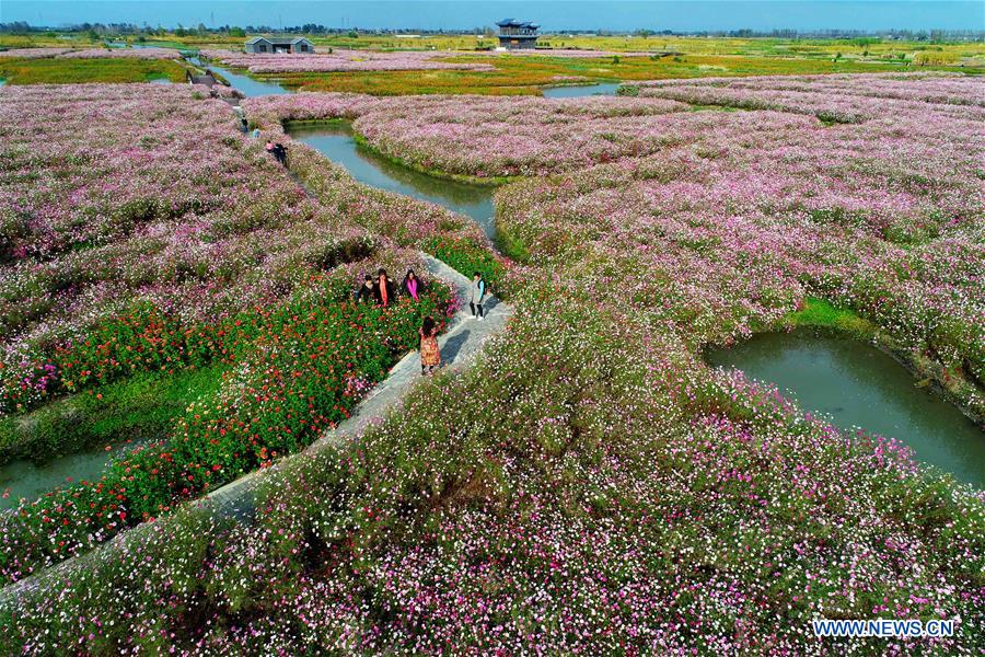 #CHINA-JIANGSU-AUTUMN SCENERY-FLOWER(CN)