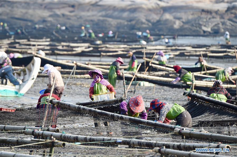 CHINA-FUJIAN-PUTIAN-LAVER HARVEST (CN)