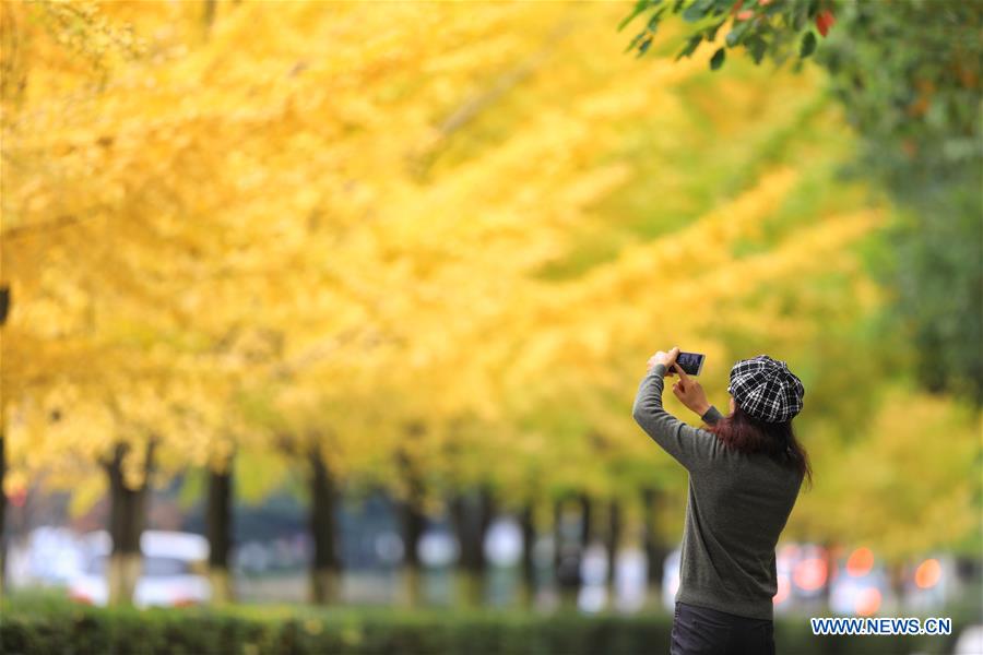 CHINA-GUIZHOU-AUTUMN-SCENERY (CN)