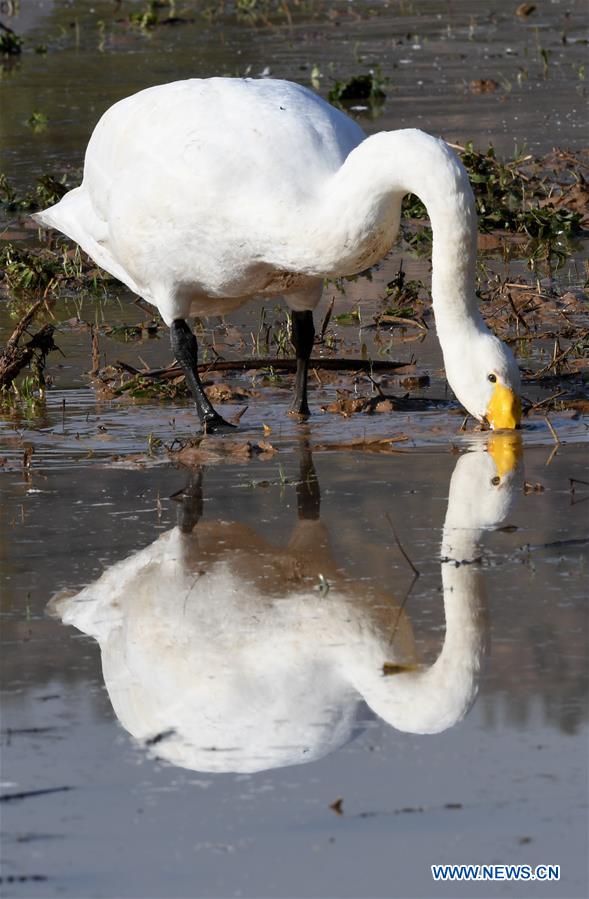 CHINA-SHANXI-WILD SWAN-WINTER HABITAT (CN)