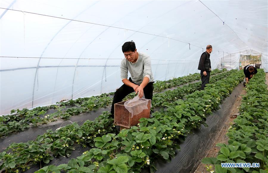 #CHINA-WINTER-FARM WORK (CN)