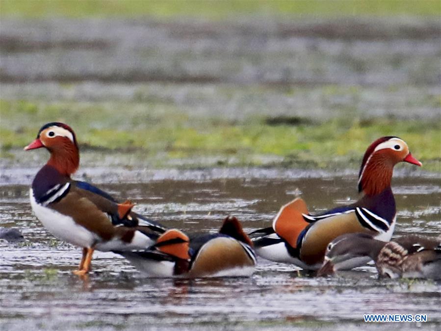 #CHINA-ANHUI-XIN'AN RIVER-WILD MANDARIN DUCKS (CN)