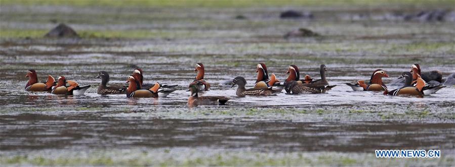 #CHINA-ANHUI-XIN'AN RIVER-WILD MANDARIN DUCKS (CN)