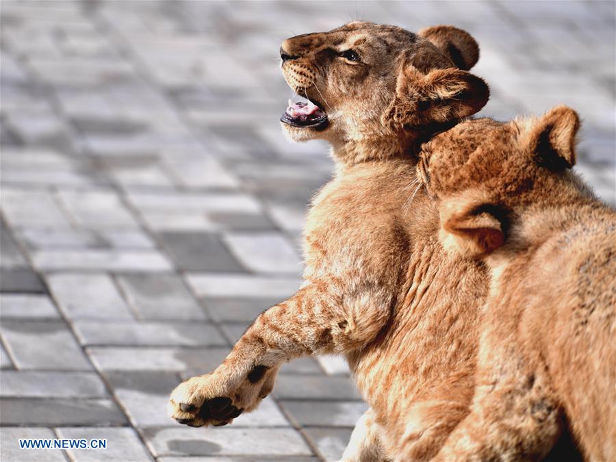 CHINA-QINGHAI-AFRICAN LION (CN)