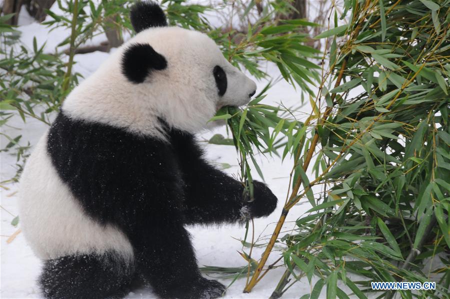 AUSTRIA-VIENNA-GIANT PANDA-TWINS-RETURNING TO CHINA