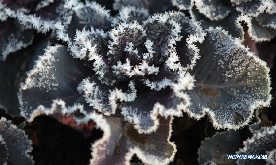 #CHINA-JIANGSU-FROSTED PLANTS(CN)