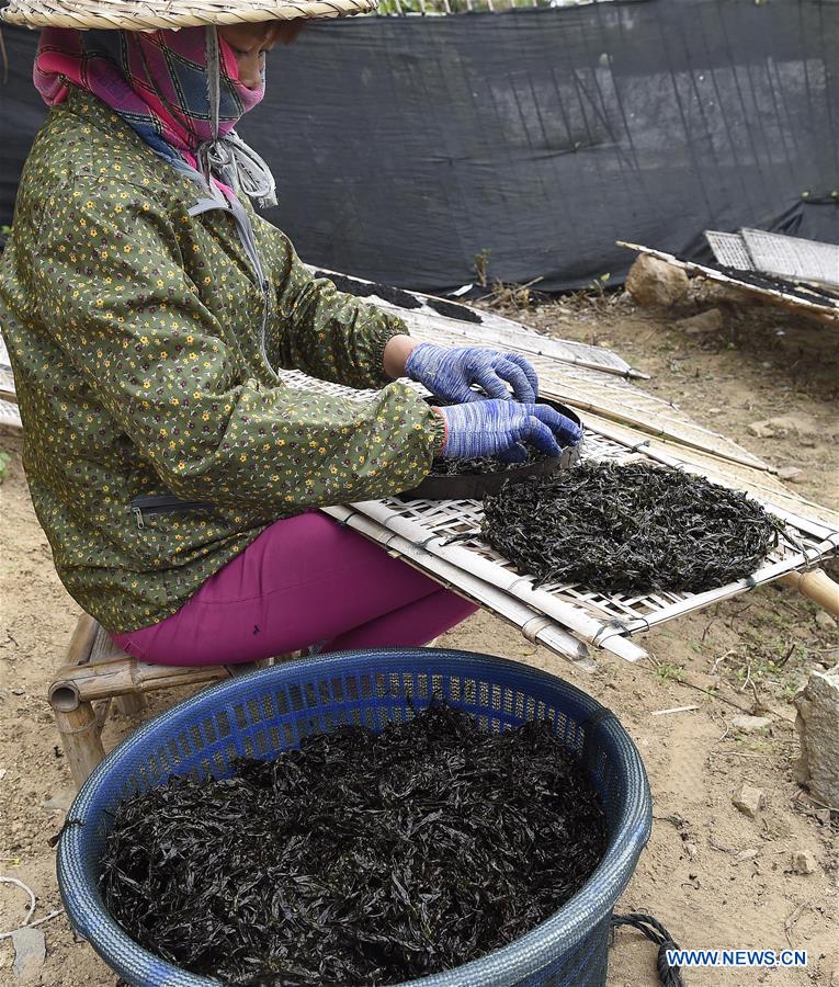 #CHINA-GUANGDONG-NAN'AO-DRIED LAVER (CN) 