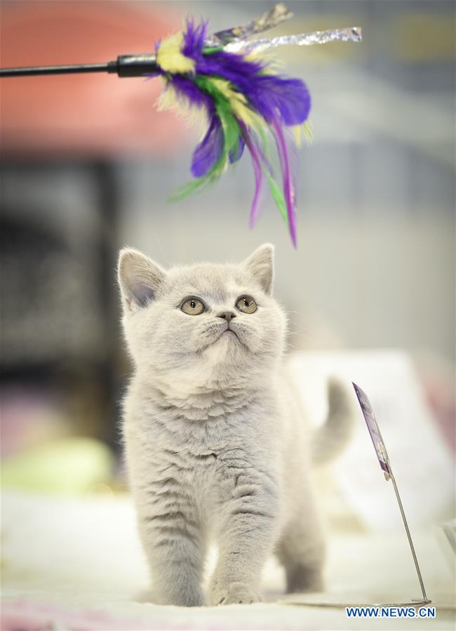 POLAND-WARSAW-CAT SHOW