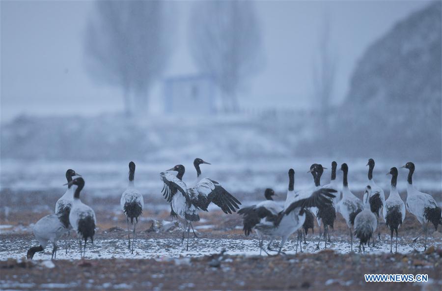 CHINA-TIBET-BLACK-NECKED CRANES (CN)