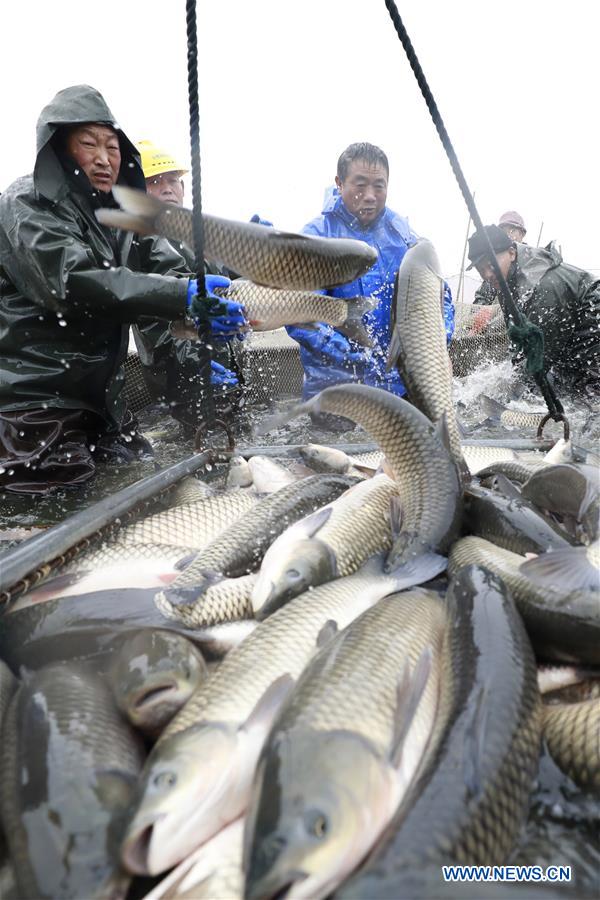 #CHINA-JIANGSU-XUYI-WINTER FISHING (CN)