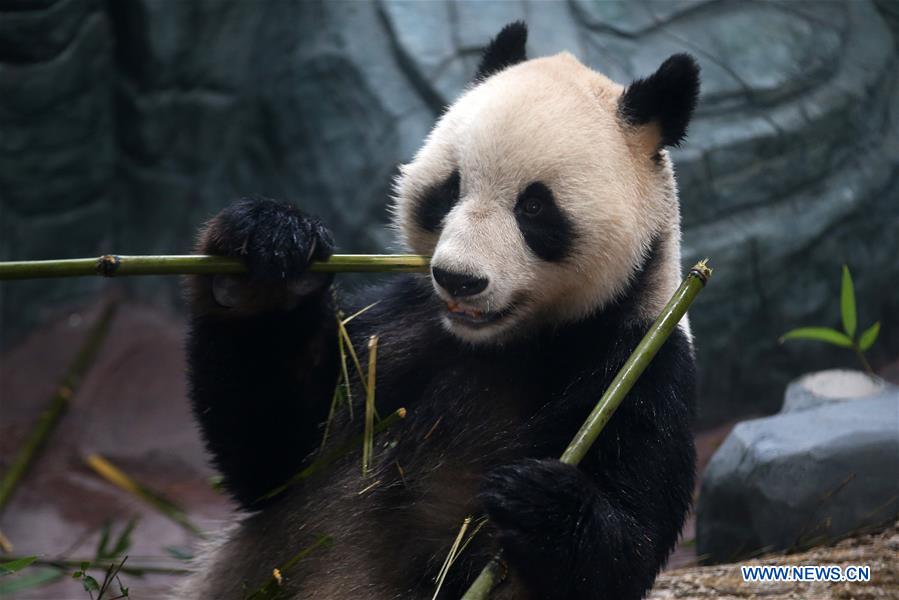 #CHINA-ANHUI-HUANGSHAN-GIANT PANDA (CN)