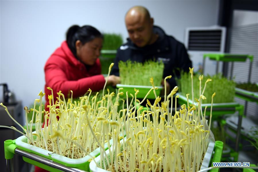 #CHINA-SHANDONG-MICROGREEN BUSINESS (CN)