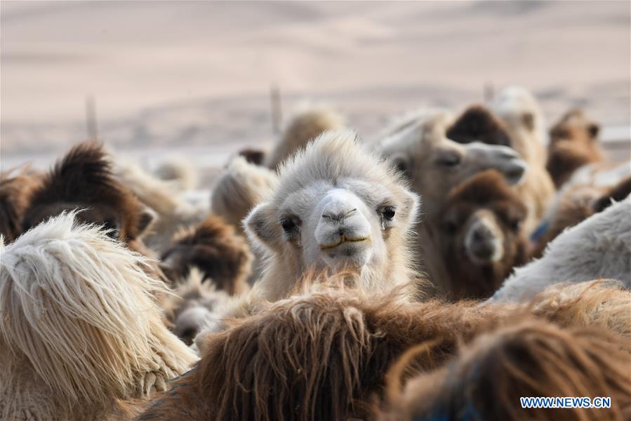 CHINA-INNER MONGOLIA-CAMEL NADAM (CN)