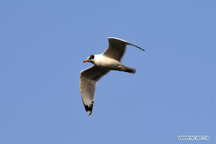 CHINA-GANSU-LANZHOU-WATERFOWL (CN)