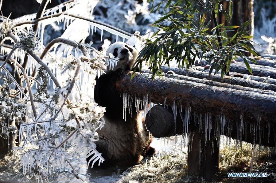 CHINA-JINAN-WINTER-GIANT PANDA (CN)