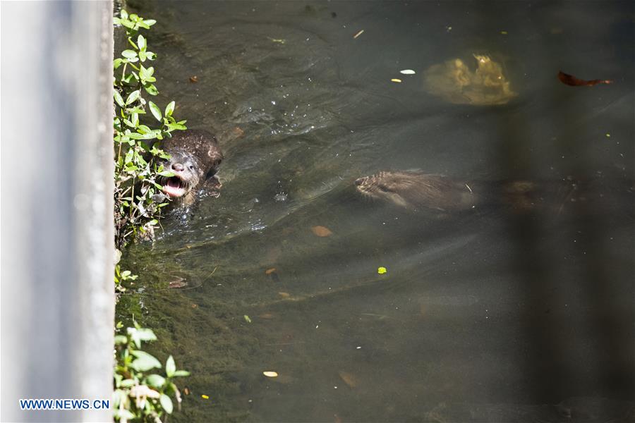 SINGAPORE-NEWBORN OTTER