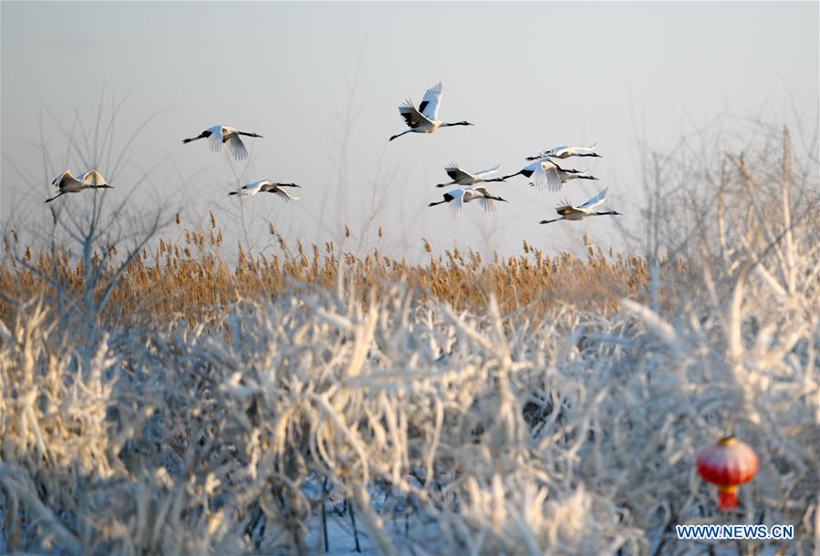 CHINA-HEILONGJIANG-RED-CROWNED CRANES (CN)