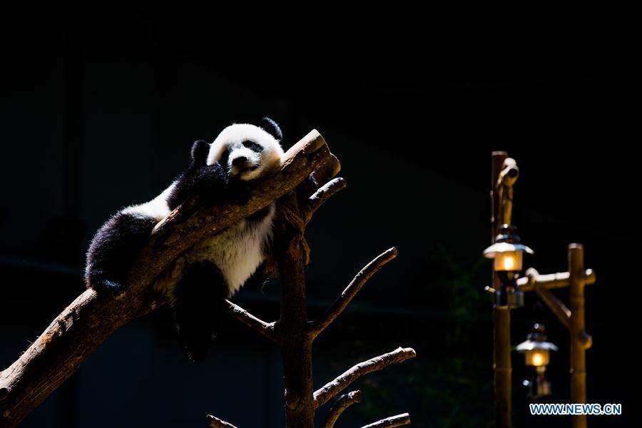 MALAYSIA-KUALA LUMPUR-GIANT PANDA BABY-BIRTHDAY