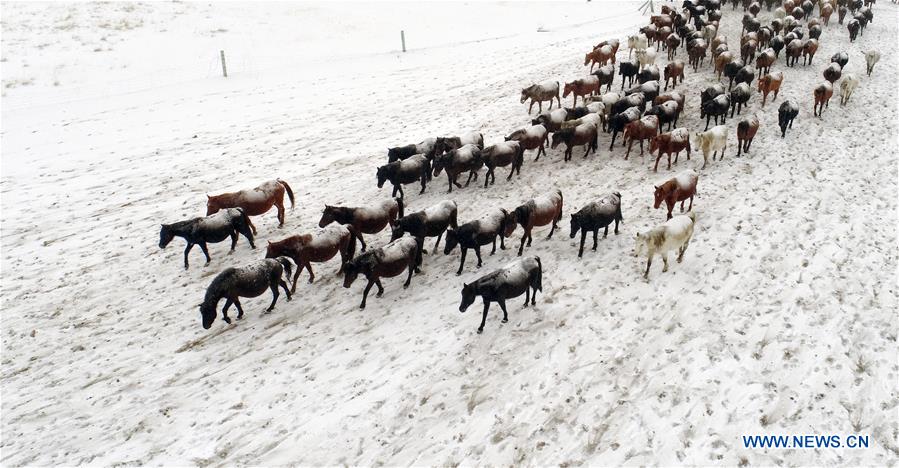 #CHINA-GANSU-ZHANGYE-HORSE (CN)