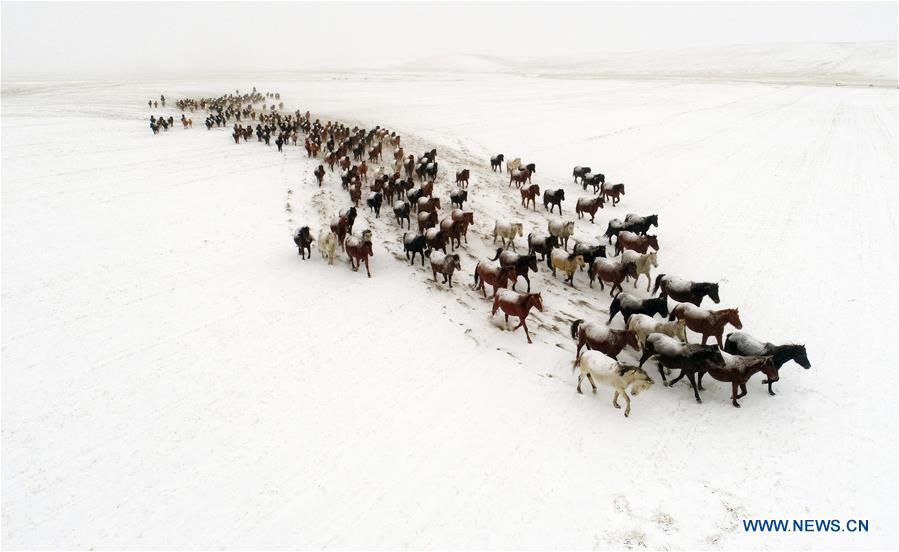 #CHINA-GANSU-ZHANGYE-HORSE (CN)