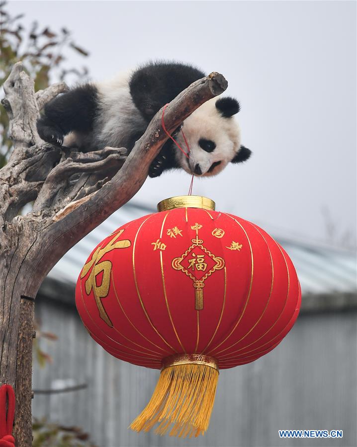 CHINA-SICHUAN-GIANT PANDA-SPRING FESTIVAL (CN)