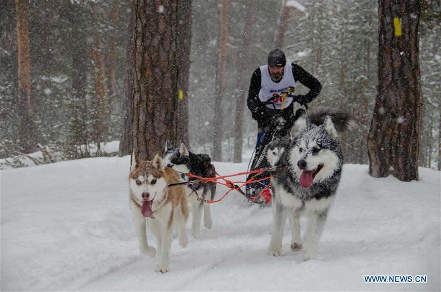 (SP)RUSSIA-NIZHNY NOVGOROD-DOG RACE