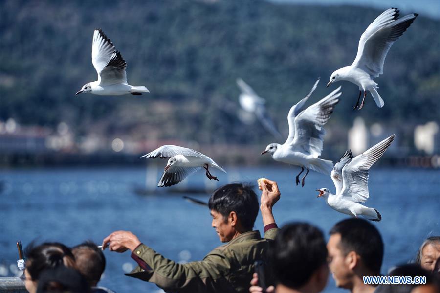 CHINA-KUNMING-SPRING FESTIVAL-BLACK-HEADED GULLS (CN)