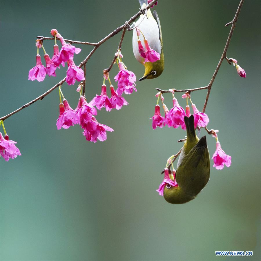 CHINA-FUJIAN-BIRD-WHITE-EYE (CN)