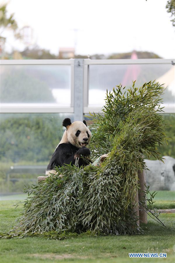 JAPAN-WAKAYAMA-PANDA-VALENTINE'S DAY