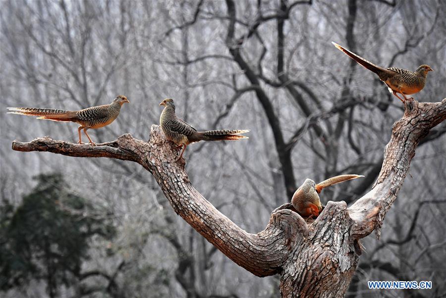 CHINA-HENAN-WILD BIRDS-PROTECTION (CN)