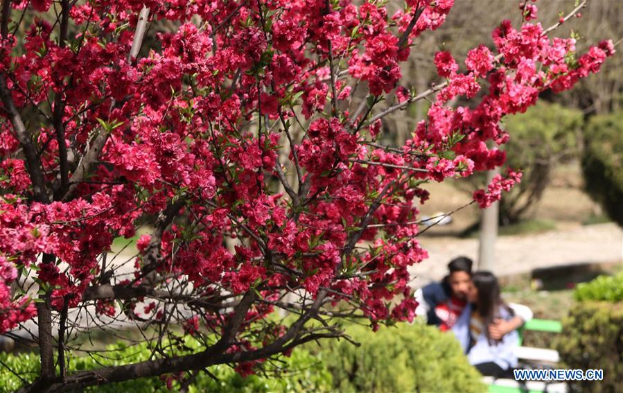 NEPAL-KATHMANDU-SPRING-CHERRY BLOSSOMS