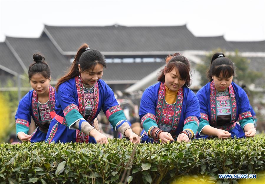 CHINA-GUANGXI-SANJIANG-SPRING TEA-HARVEST (CN)