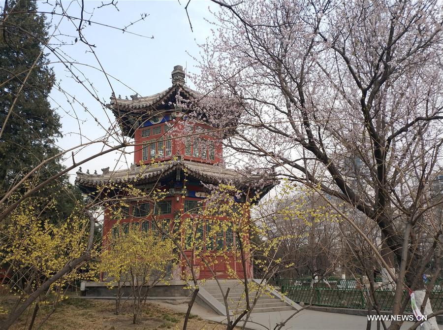 (BeijingCandid) CHINA-BEIJING-SPRING (CN)