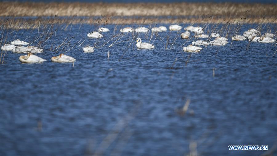 CHINA-LIAONING-RESERVOIR-SWANS (CN)