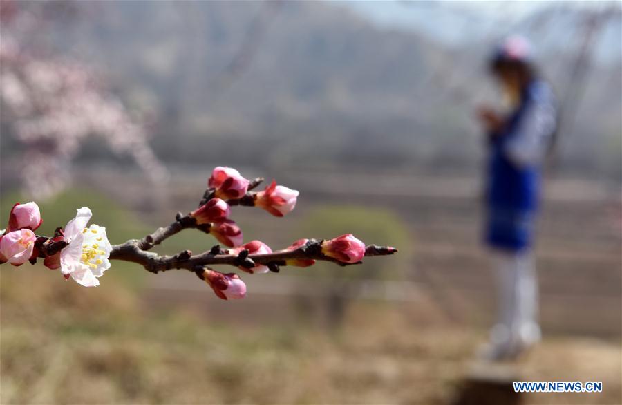 CHINA-GANSU-APRICOT FLOWERS (CN)