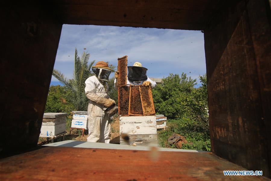 MIDEAST-GAZA-RAFAH-BEEKEEPERS